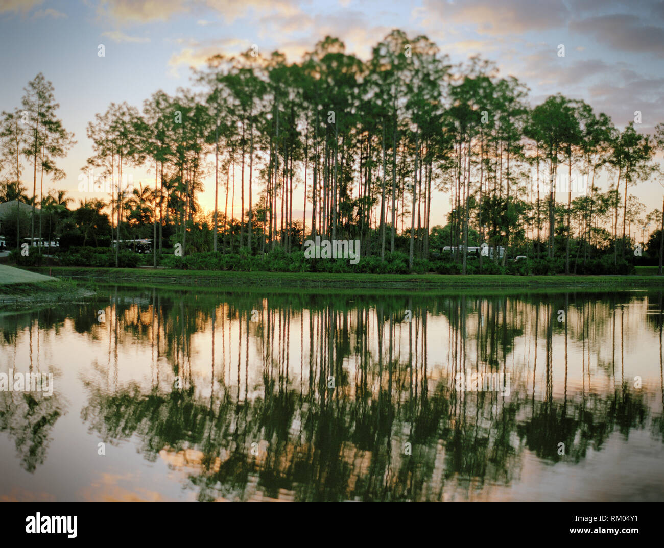Ritratto di alberi che fiancheggiano un laghetto. Foto Stock