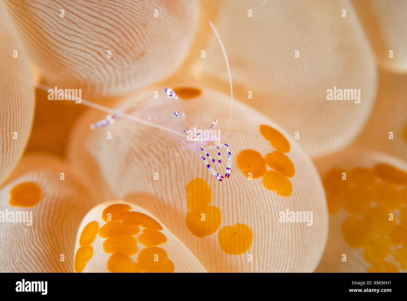 Gamberetti commensali, Vir philippinensis, sulla bolla di corallo, Plerogyra sinuosa, con Acoel flatworms, Waminoa sp, Batu Merah sito di immersione, Lembeh Straits, Sula Foto Stock