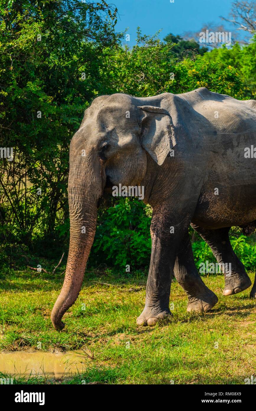 Gravidanza Elefante Immagini E Fotos Stock Alamy