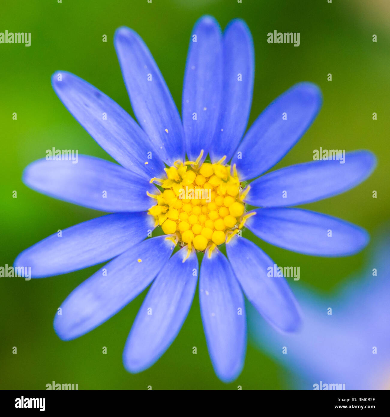 Una macro shot di una Felicia bloom. Foto Stock