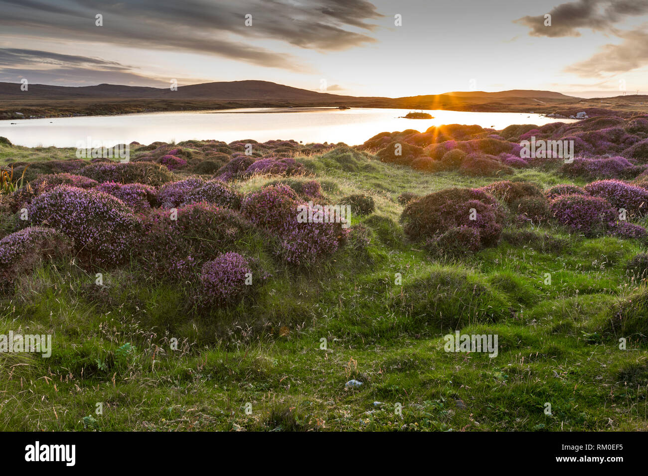 Bellissima isola scozzese paesaggio con heather fiore al tramonto Foto Stock
