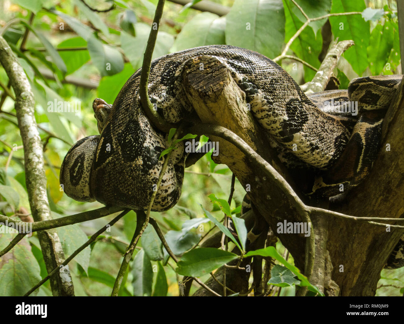Una Boa constrictor snake in appoggio in una struttura ad albero nella foresta pluviale di Tobago. Foto Stock