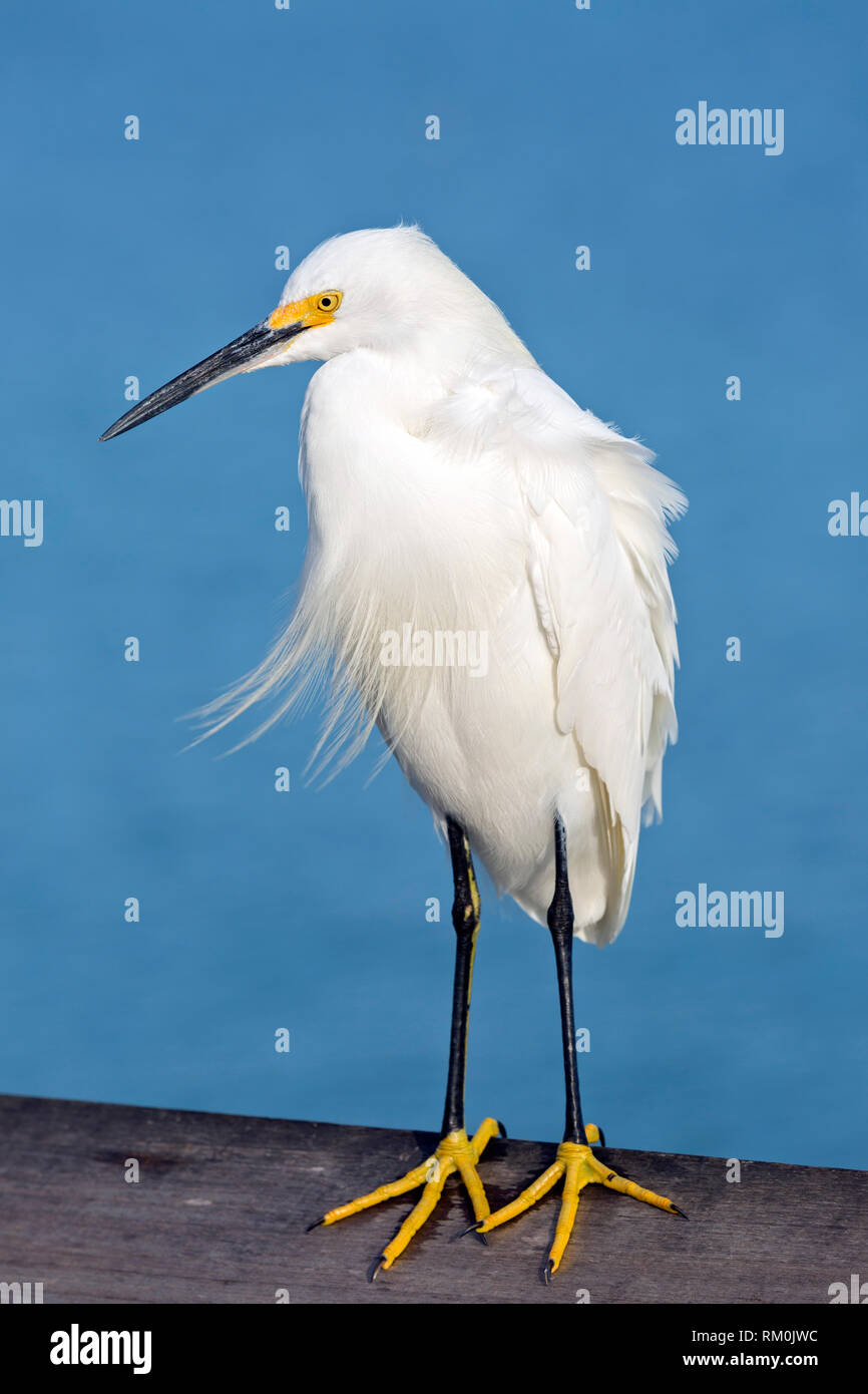 Immagine ravvicinata di airone Nevoso, sulla ringhiera della Vecchia Napoli molo, in Florida. Foto Stock