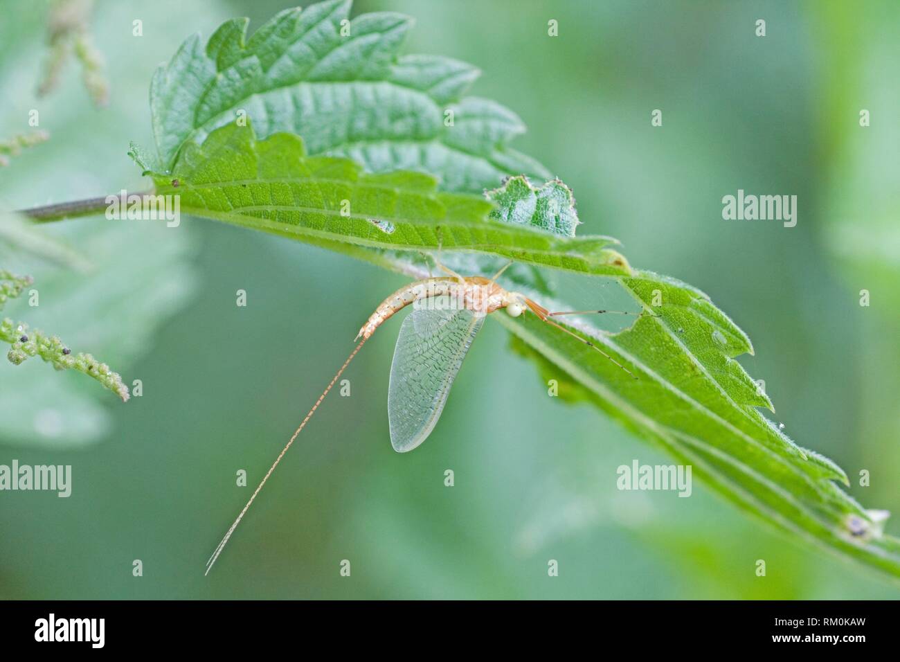 Drake Sgombro Mayfly, Ephemera vulgata. Appena emerse mayfly trasparente. Effimere sono particolarmente sensibili per l'acidificazione, ma può essere tolleranti Foto Stock