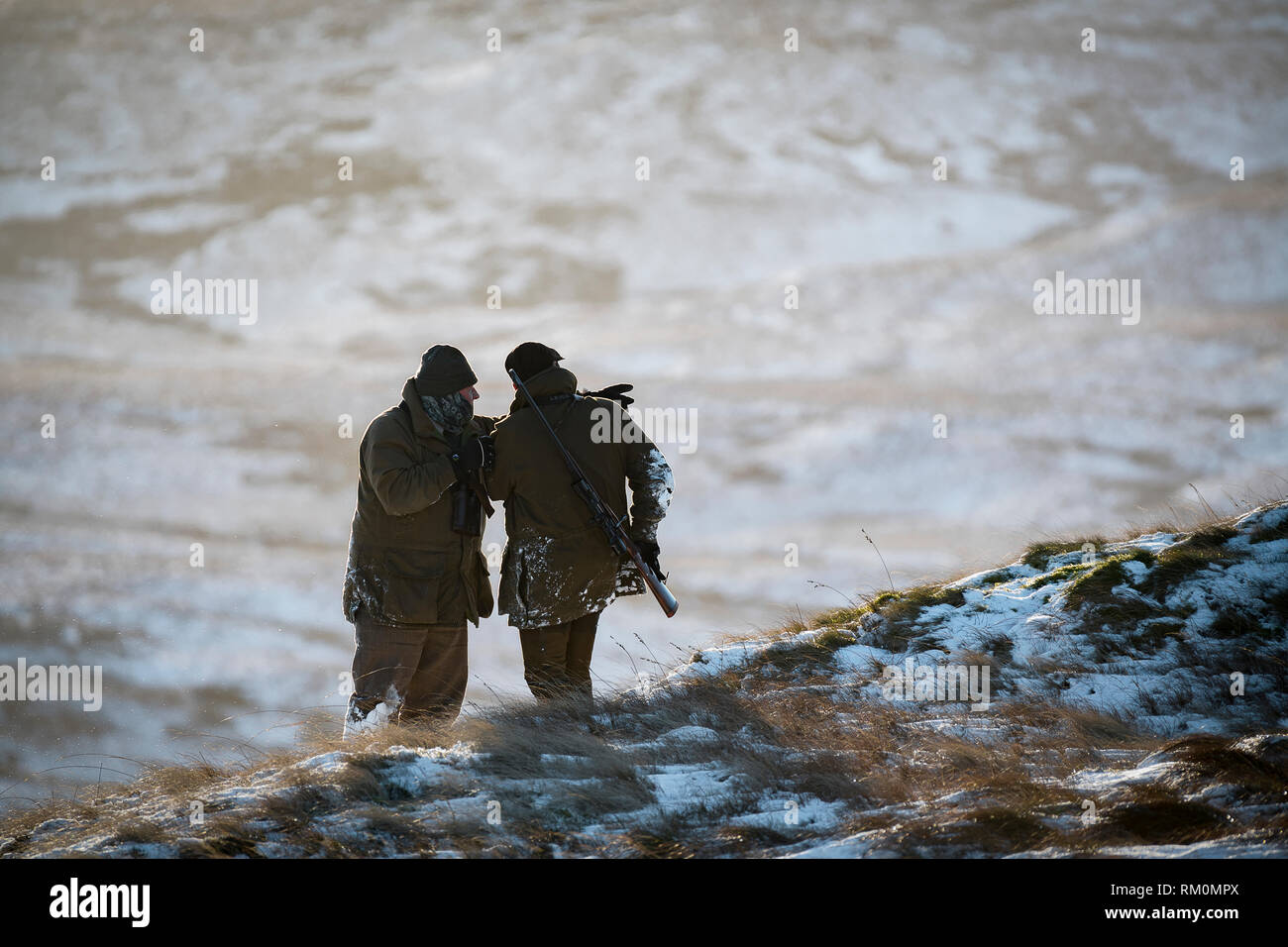 Cervo Stalking nelle Snowy Parco Nazionale del Distretto dei Laghi. Foto Stock