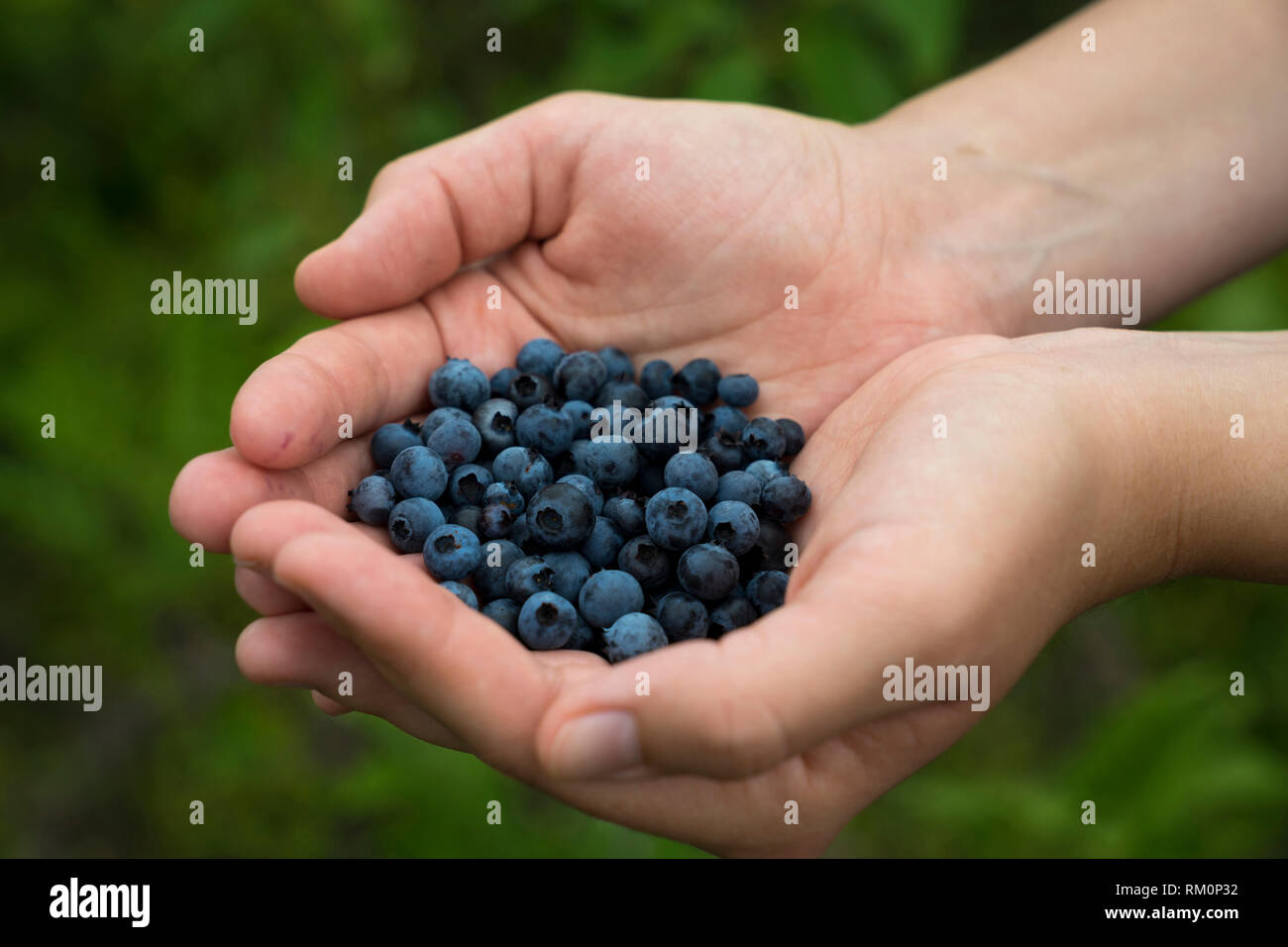 Una manciata di freschi raccolti i mirtilli in una regione montuosa degli Stati Uniti. Foto Stock