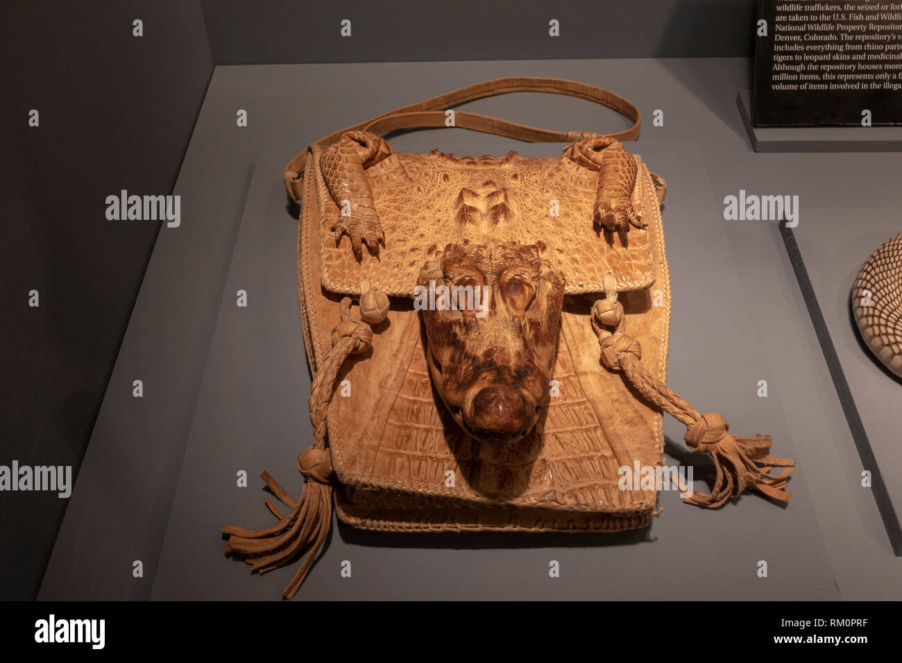 Nana africana di pelle di coccodrillo purse, parte dell'illegale commercio di specie selvatiche effettuata dalla mafia, il mob Museum, Las Vegas, Nevada, Stati Uniti. Foto Stock