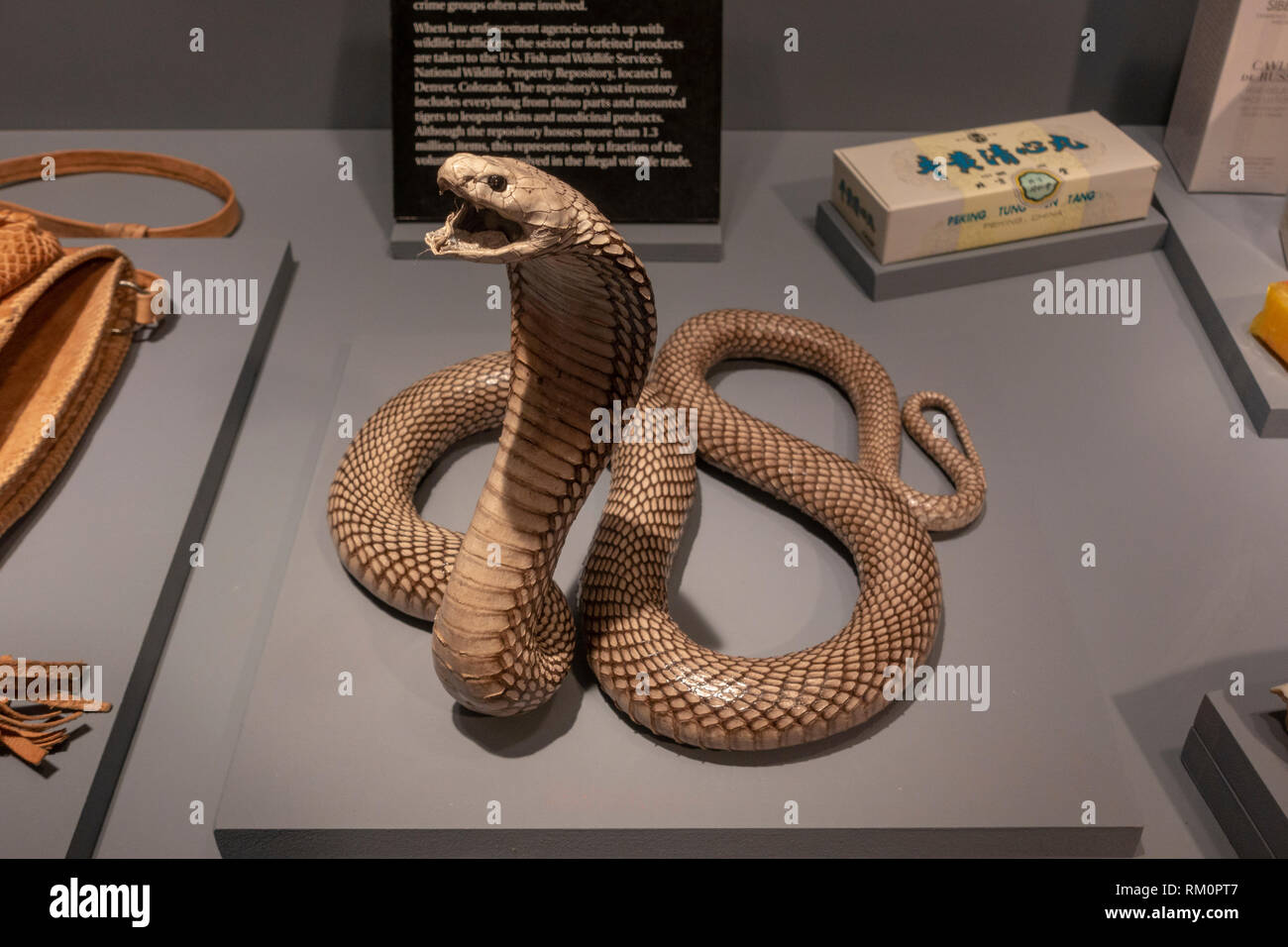È montato un Cobra, parte dell'illegale commercio di specie selvatiche effettuata dalla mafia, il mob Museum, Las Vegas, Nevada, Stati Uniti. Foto Stock