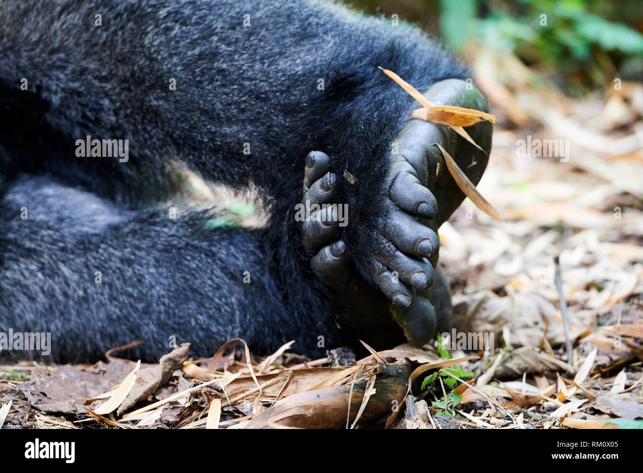 Chiudere fino a piedi di gorilla di montagna (Gorilla beringei beringei) il Parco nazionale di Virunga, Nord Kivu, nella Repubblica democratica del Congo, Africa. Foto Stock