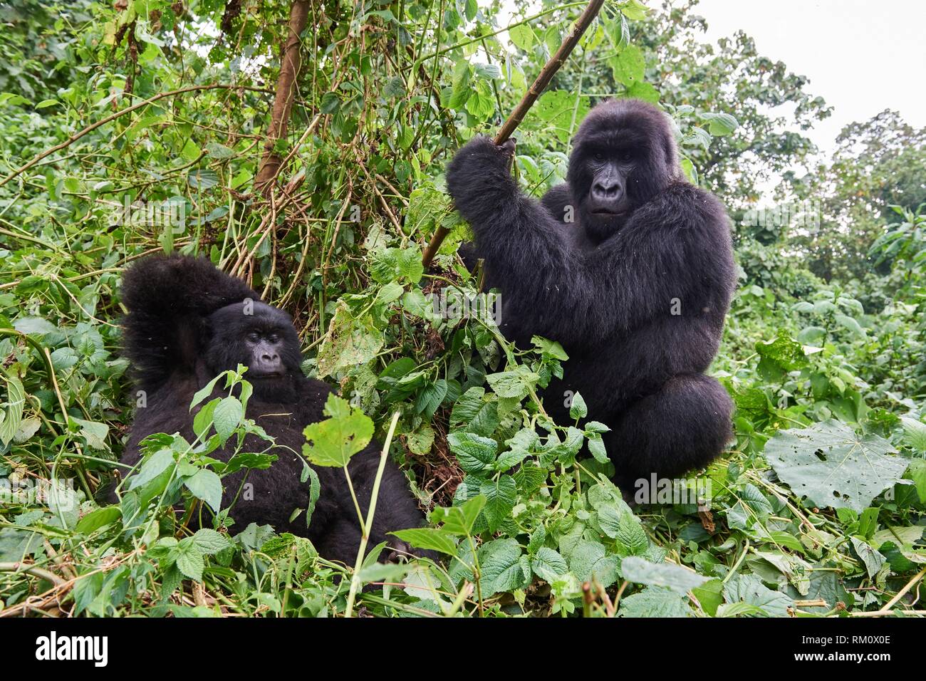 Silverback gorilla di montagna (Gorilla beringei beringei) con connettore femmina. Il Parco nazionale di Virunga, Nord Kivu, nella Repubblica democratica del Congo, Africa. Foto Stock