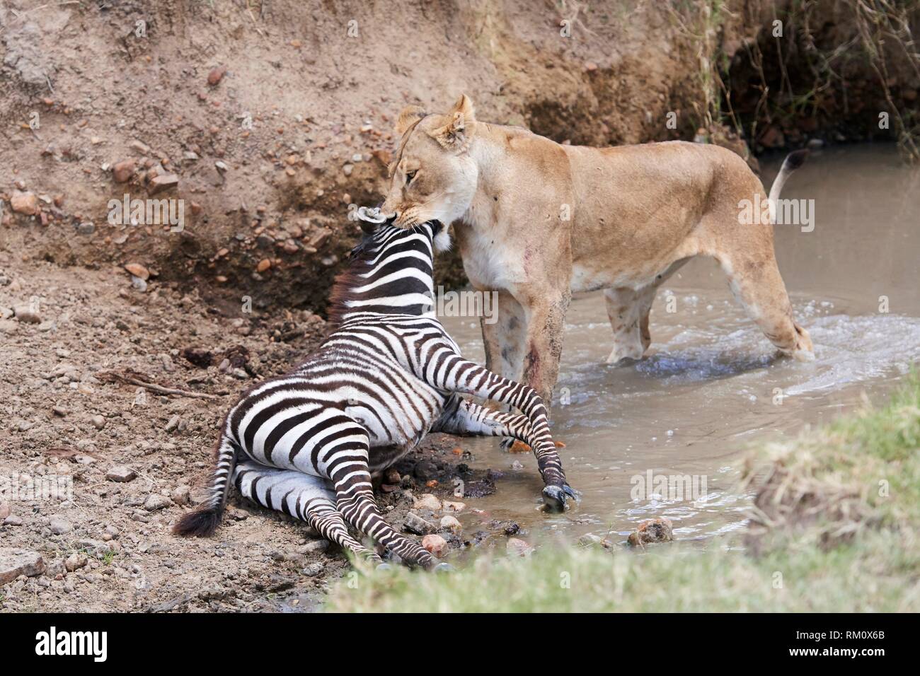 Leone africano (Panthera leo), leonessa uccidendo plain zebra puledro (Equus quagga), il Masai Mara riserva nazionale, Kenya, Africa. Foto Stock