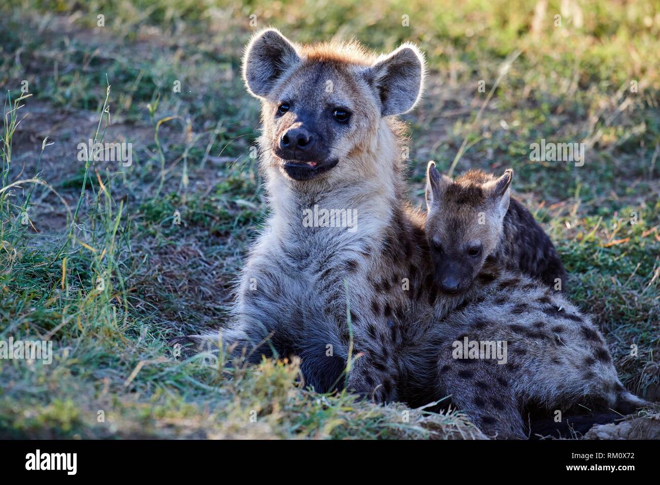Spotted hyena (Crocuta crocuta) con riproduzione di pup, il Masai Mara riserva nazionale, Kenya, Africa. Foto Stock