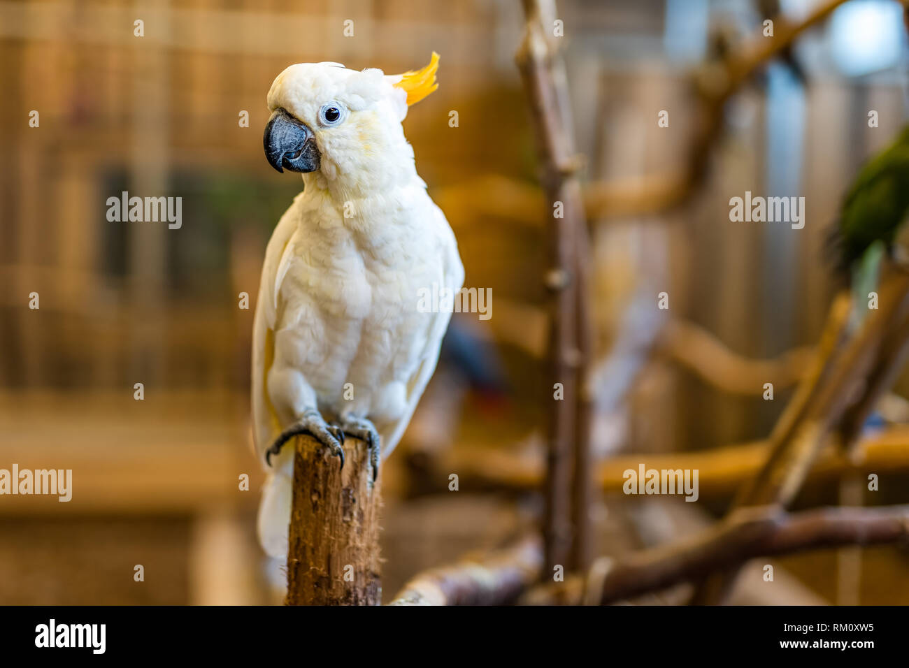 Una felice Cacatua pappagallo sul pesce persico con sfondo sfocato Foto Stock