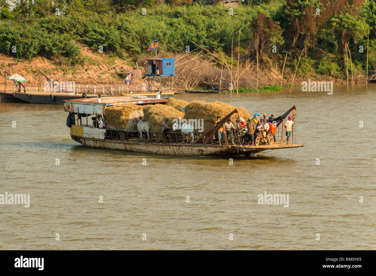 Il traghetto trasporta le persone e il bue tirando i carrelli tradizionali di legno caricati con fieno, attraverso il fiume Mekong, Cambogia Foto Stock