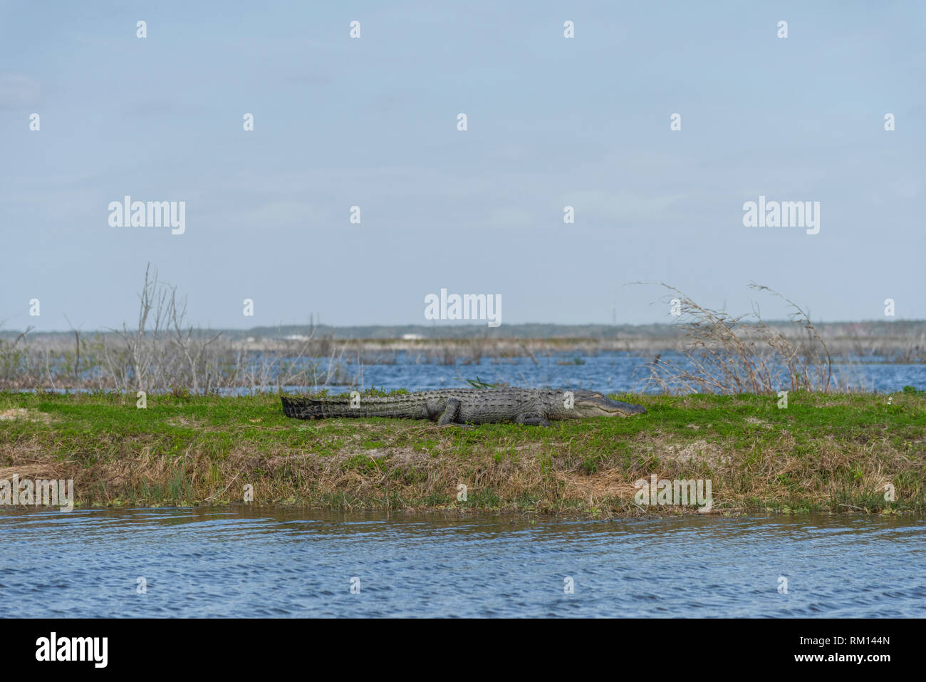 Il coccodrillo americano ensoleillement stessa lungo il Apopka Loop Trail in Orange County, Florida USA Foto Stock
