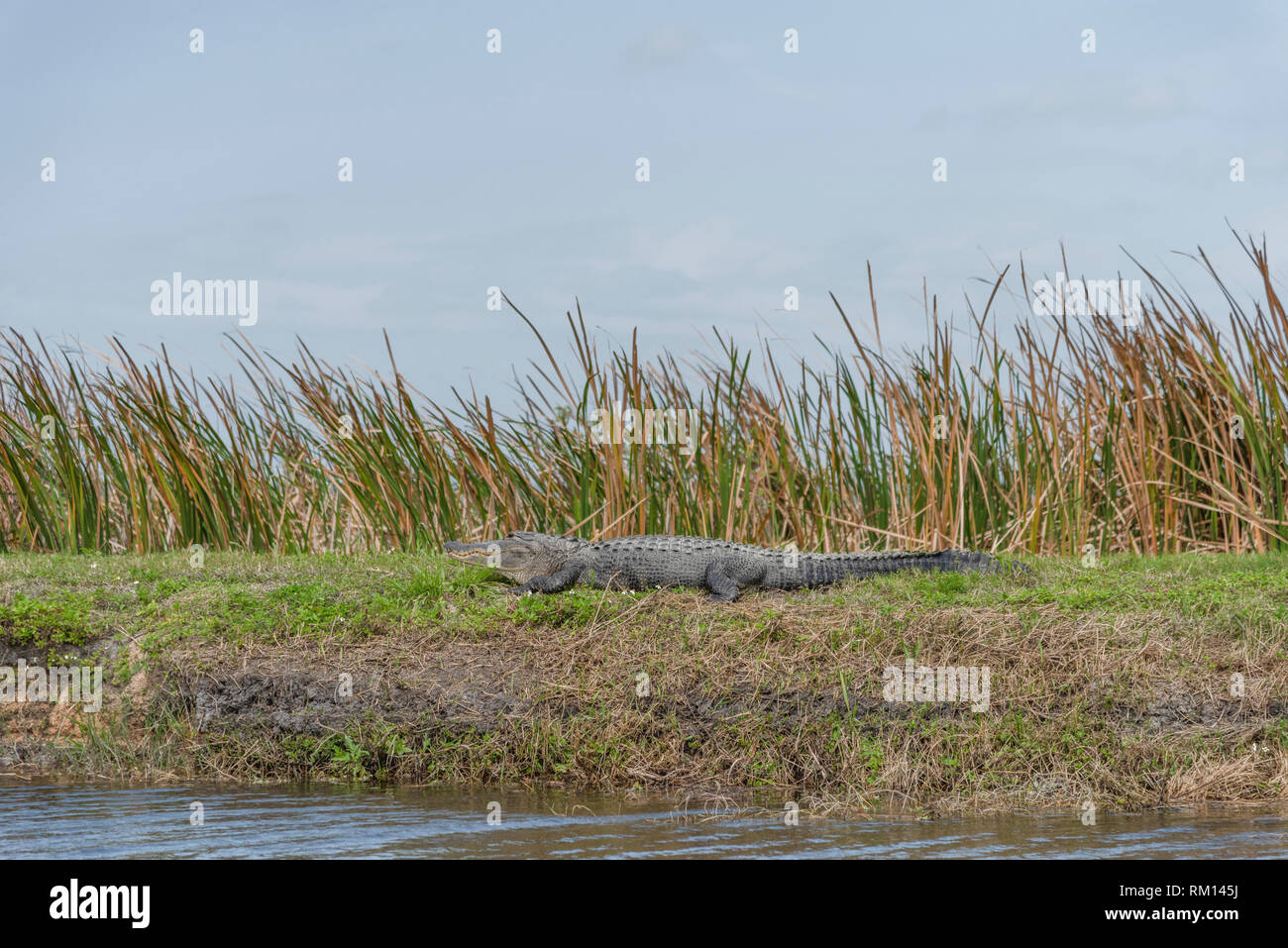 Il coccodrillo americano ensoleillement stessa lungo il Apopka Loop Trail in Orange County, Florida USA Foto Stock