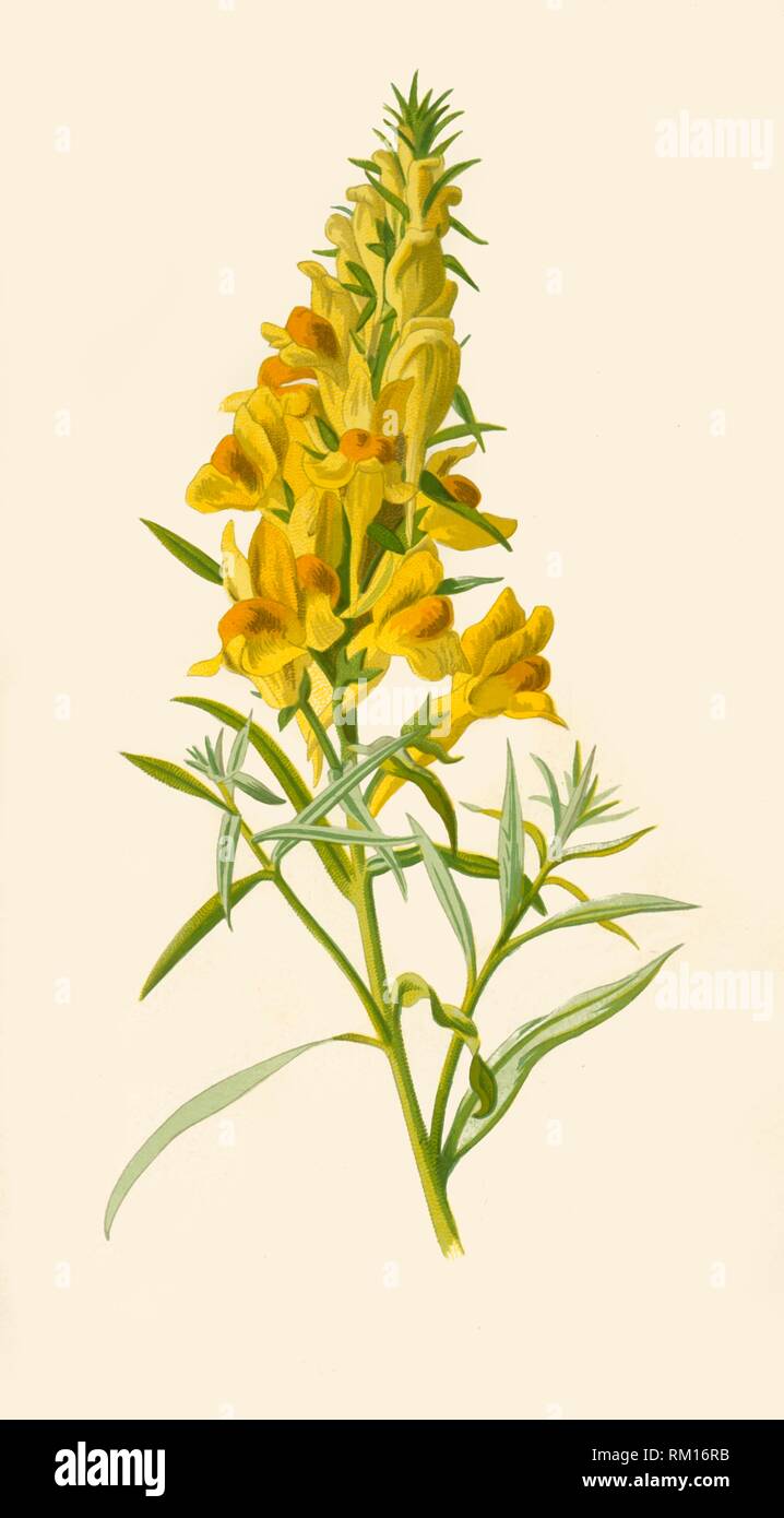 "Toadflax', 1877. Creatore: Frederick Edward Hulme. Foto Stock