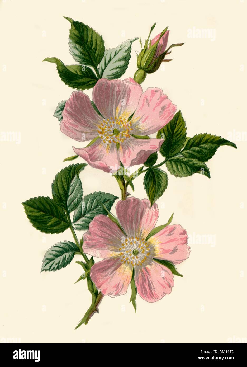 'Dog-Rose', 1877. Creatore: Frederick Edward Hulme. Foto Stock