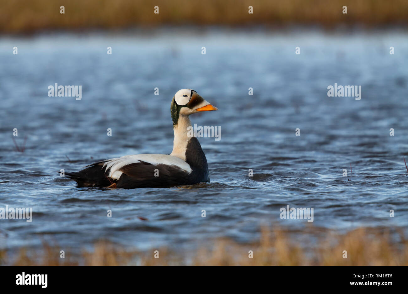 Spectacled Eider, Barrow, Alaska, STATI UNITI D'AMERICA Foto Stock