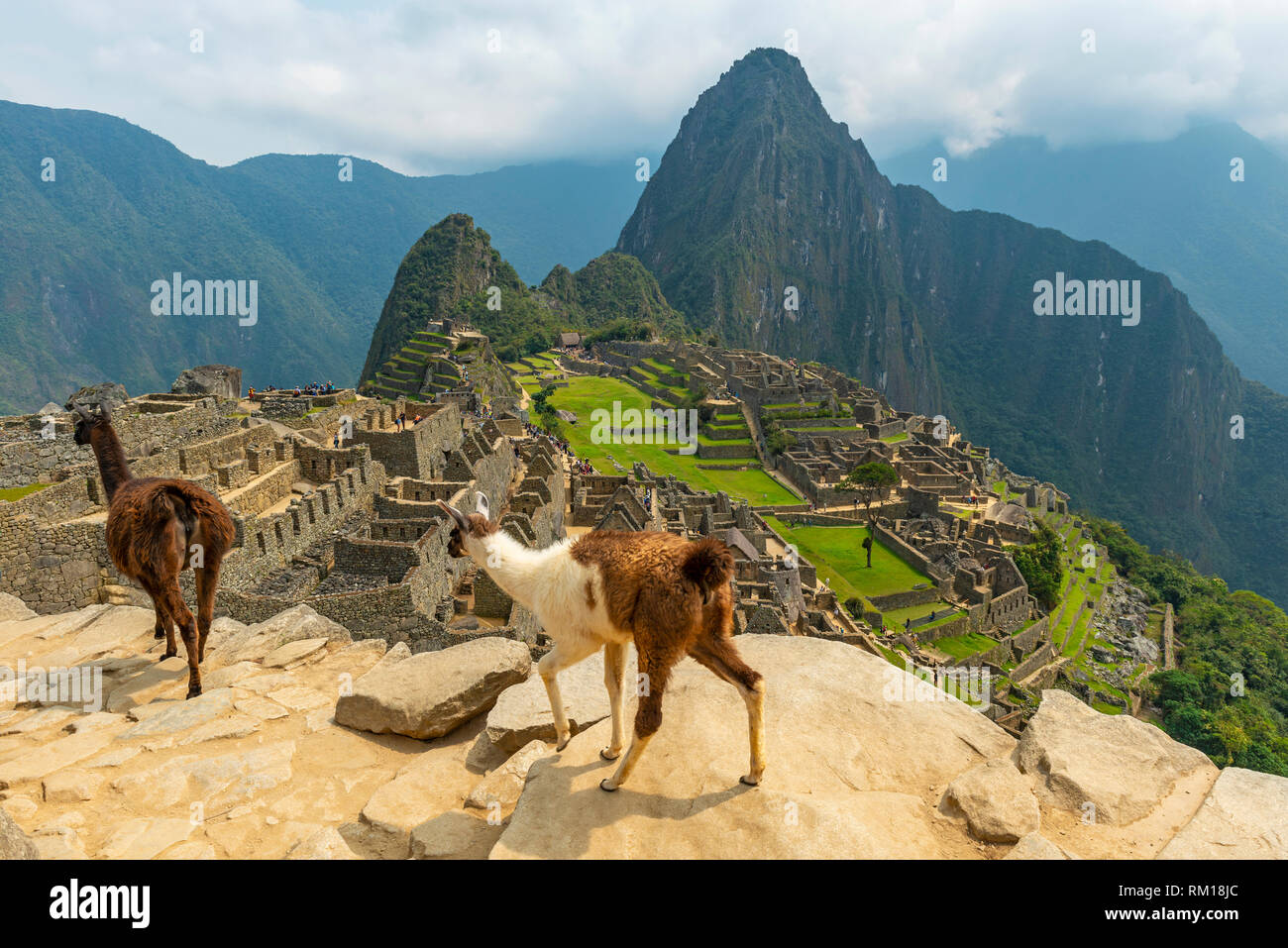Due llama a piedi nella parte anteriore del Machu Picchu vicino alla città di Cusco, Perù. Foto Stock