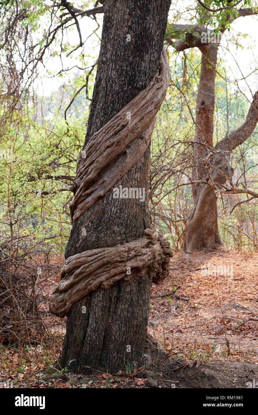 Liana di spessore crescente attorno al tronco di un Africano ebano tree  (Diospyros mespiliformis) South Luangwa National Park, Zambia Foto stock -  Alamy