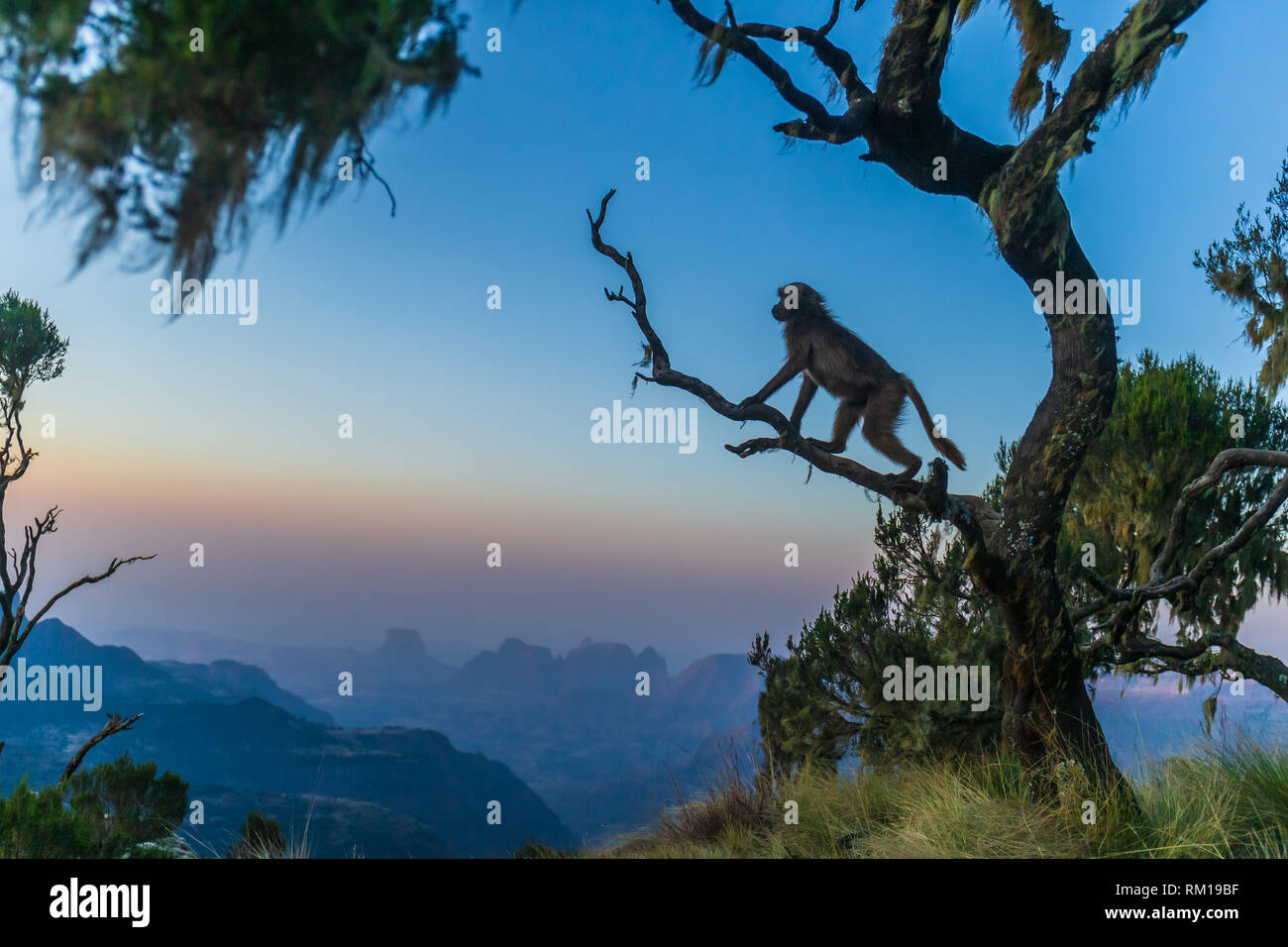 Babbuino Gelada nel tramonto, Simien Mountain Range, Etiopia Foto Stock