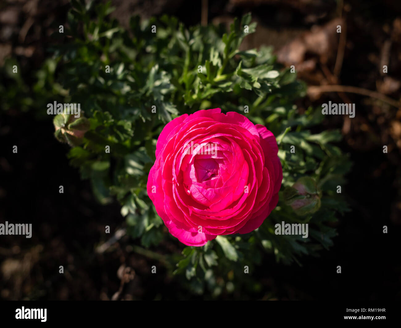 Fiore di un rosso ranunculus fiore nel giardino, alla luce diretta del sole Foto Stock