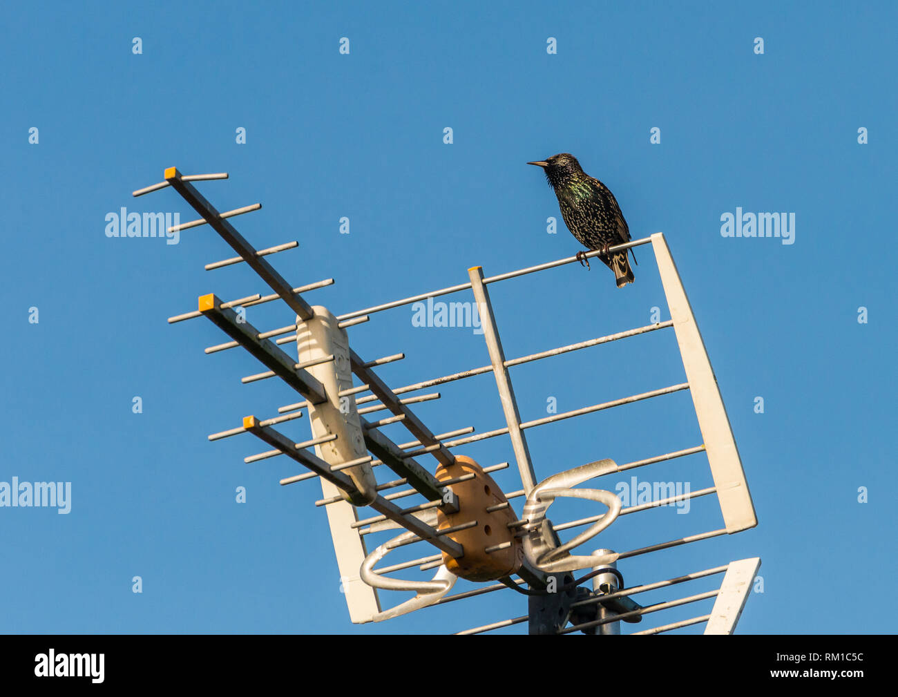 Un colpo di starling arroccato su una televisione di argento montante. Foto Stock