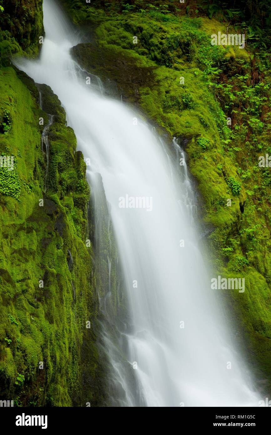 La cicuta Falls, Umpqua National Forest, Oregon. Foto Stock
