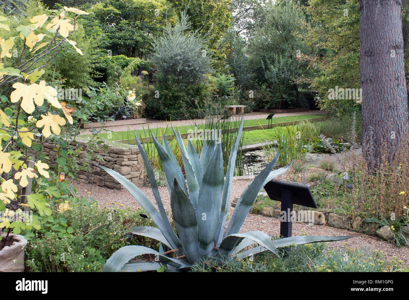 Chelsea Physic Garden, Hospital Road, a Chelsea, Londra, Regno Unito Foto Stock