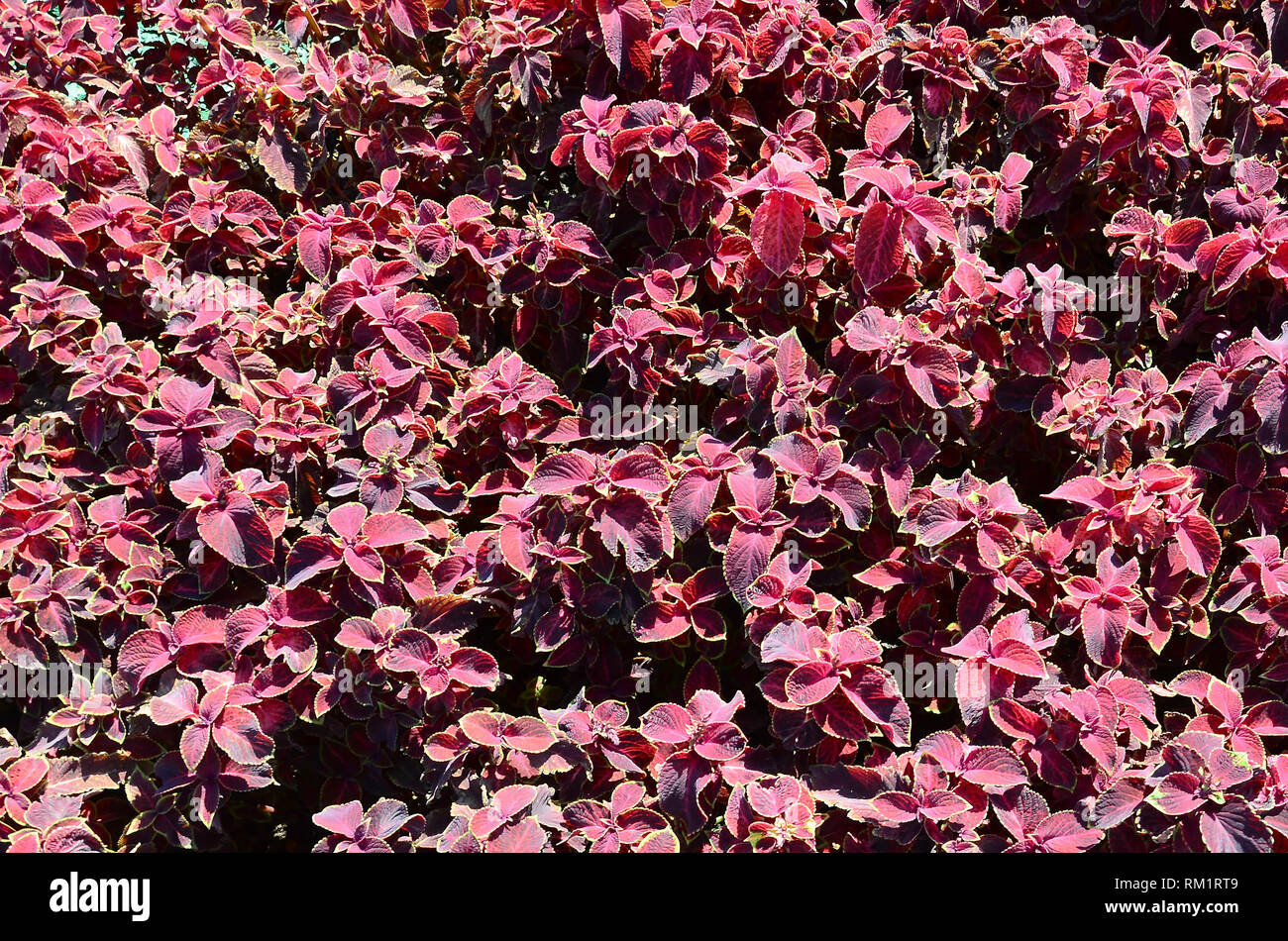 Dipinto di ortica, decorativo variegato lascia lo sfondo. Il rosso, il