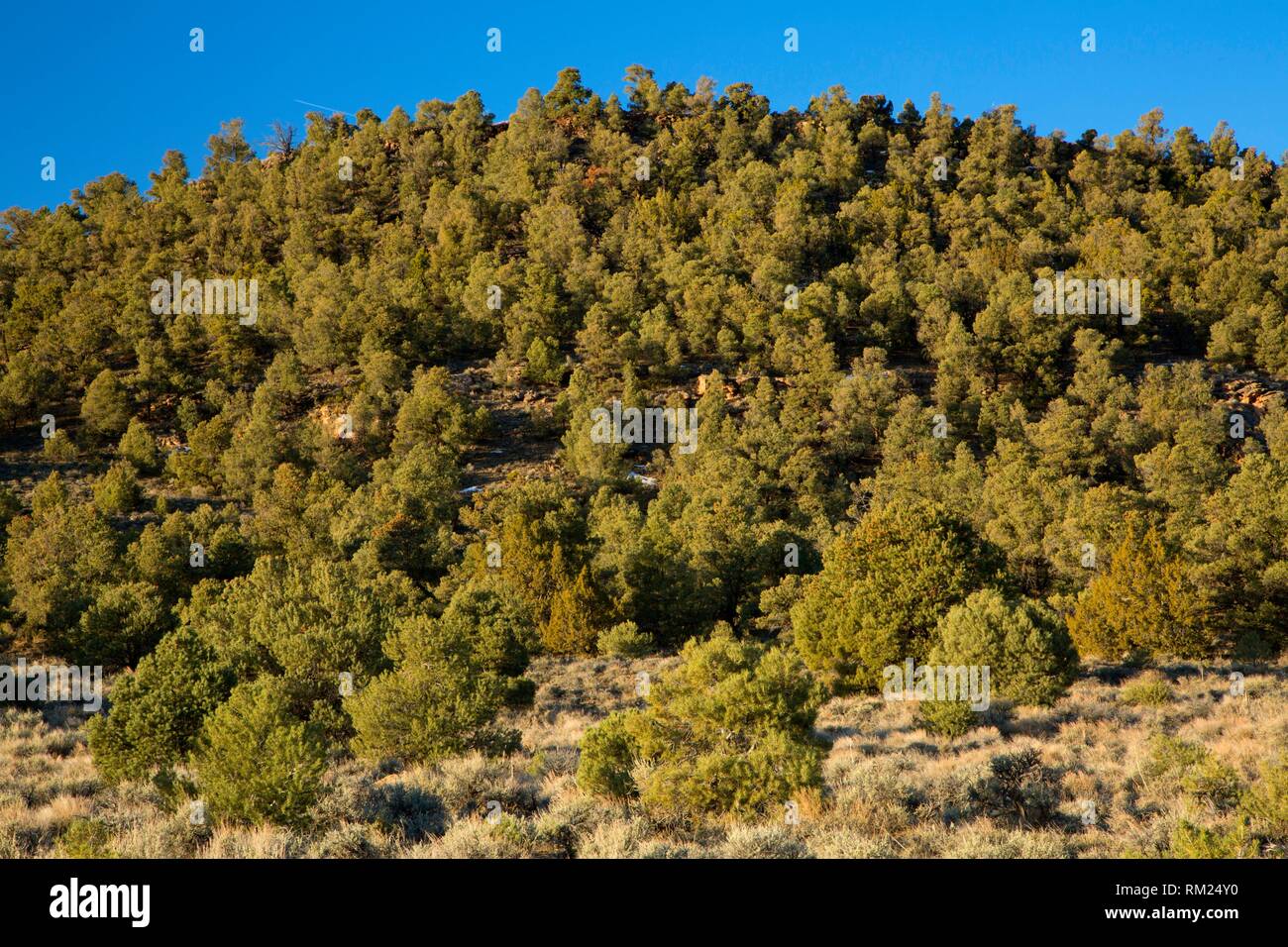 Pinyon Pine Forest, Hickison petroglifi Area ricreativa, Monte Lewis District Bureau of Land Management, Nevada. Foto Stock