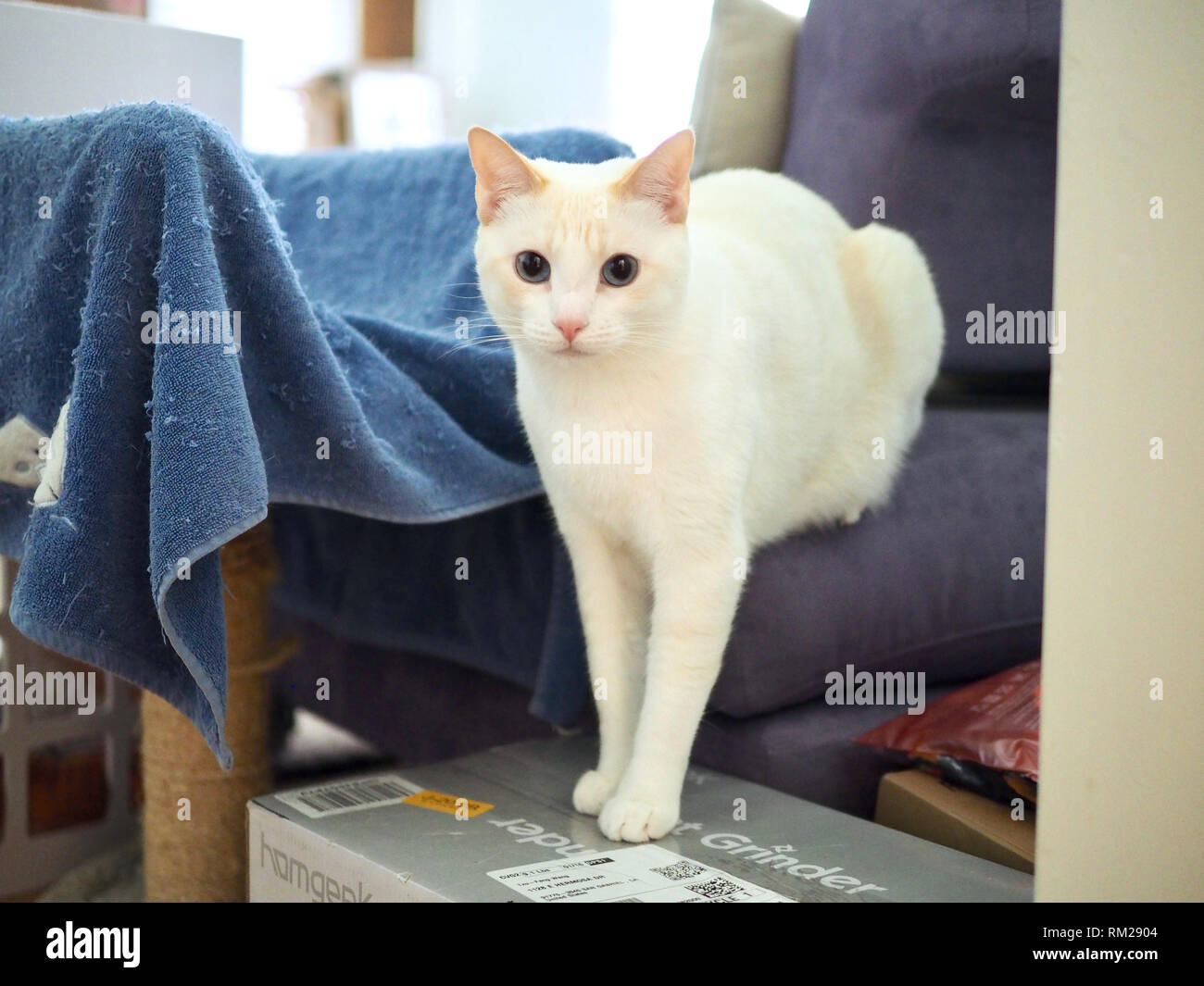 Mitzie il punto di fiamma siamesi relax presso il divano Foto Stock