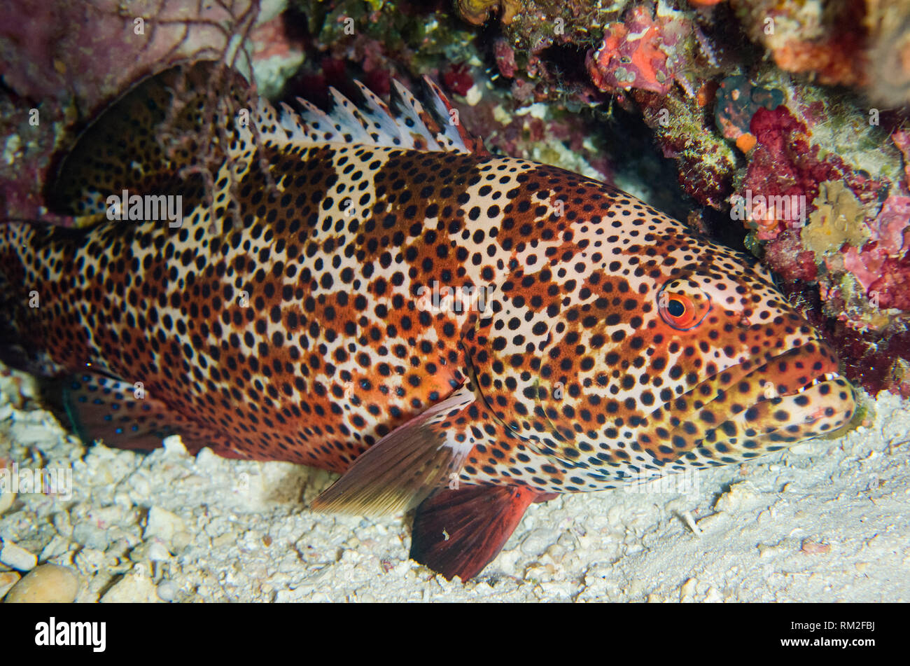 Brown-Marbled cernia Epinephelus fuscoguttatus, Parete Dewara sito di immersione, Dewara isola, nei pressi di Tanimbar, isole dimenticate, Banda Mare, Indonesia, Indiana Foto Stock