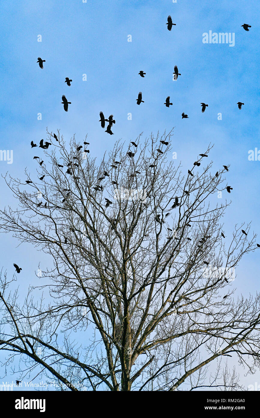 I corvi volare vicino a roost, ancora Creek, British Columbia, Canada Foto Stock
