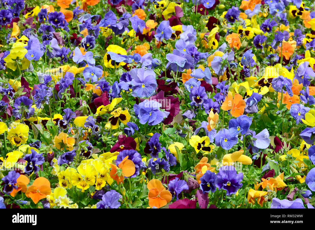 Pansy multicolore di fiori o pansies come sfondo o carta. Campo di pansies colorato di bianco giallo e viola pansy fiori su aiuola di fiori in perspe Foto Stock