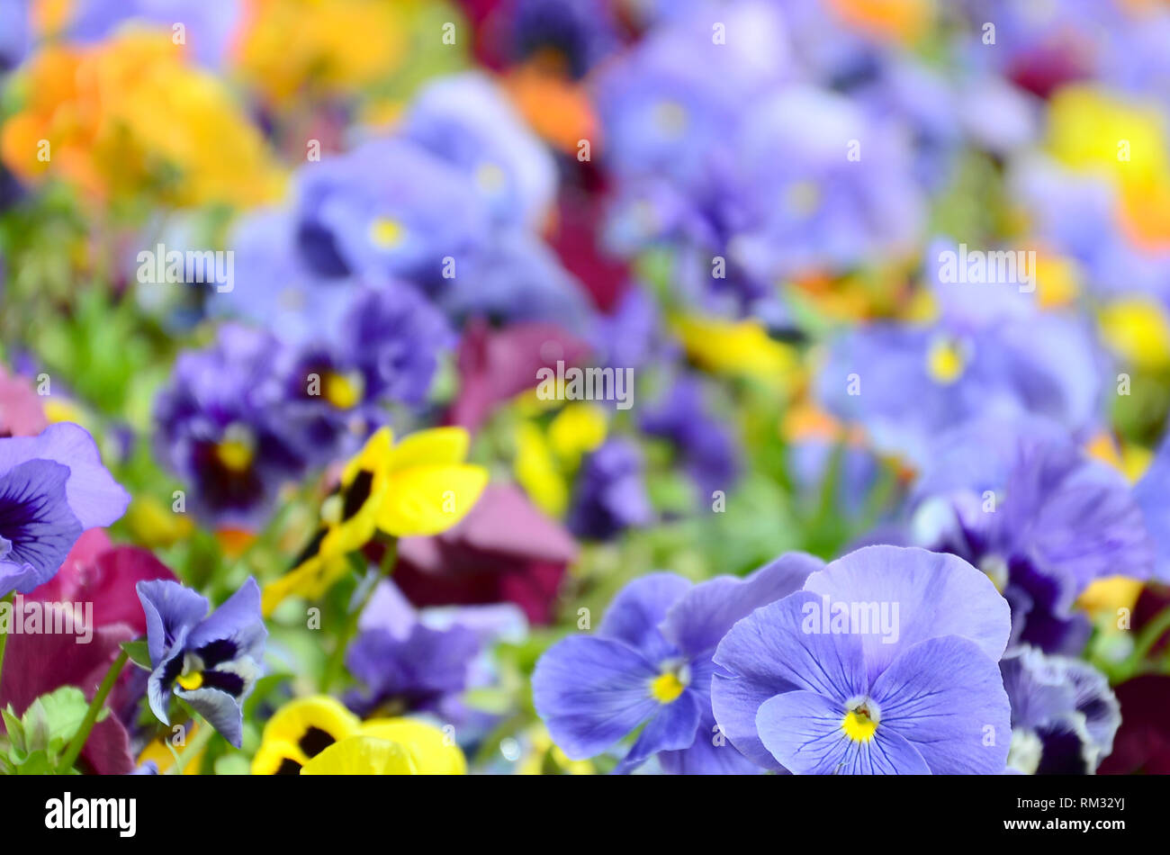 Pansy multicolore di fiori o pansies come sfondo o carta. Campo di pansies colorato di bianco giallo e viola pansy fiori su aiuola di fiori in perspe Foto Stock