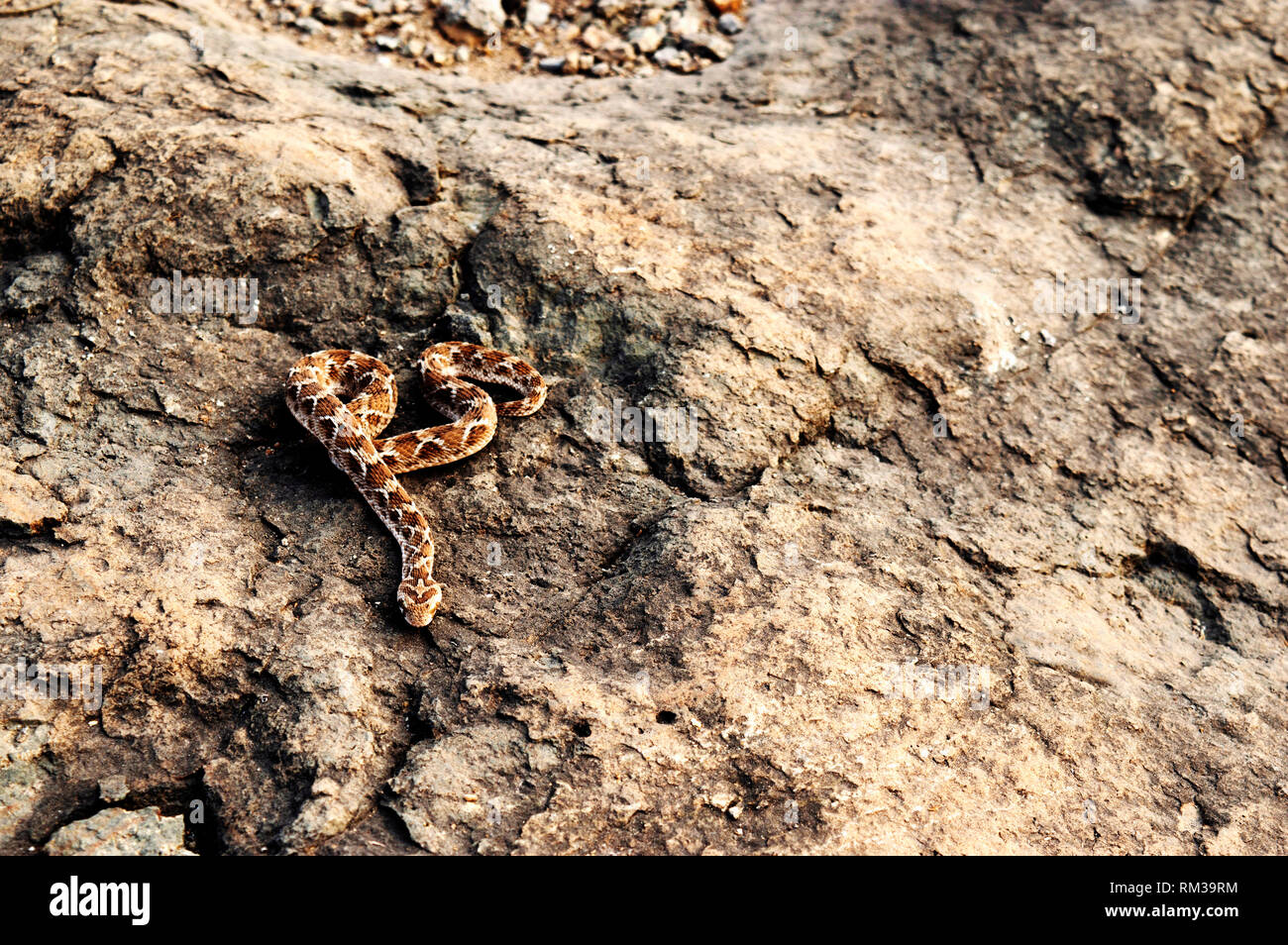 Visto scaled Viper, Echis carnitus slithering lontano, Satara, Maharashtra, India Foto Stock