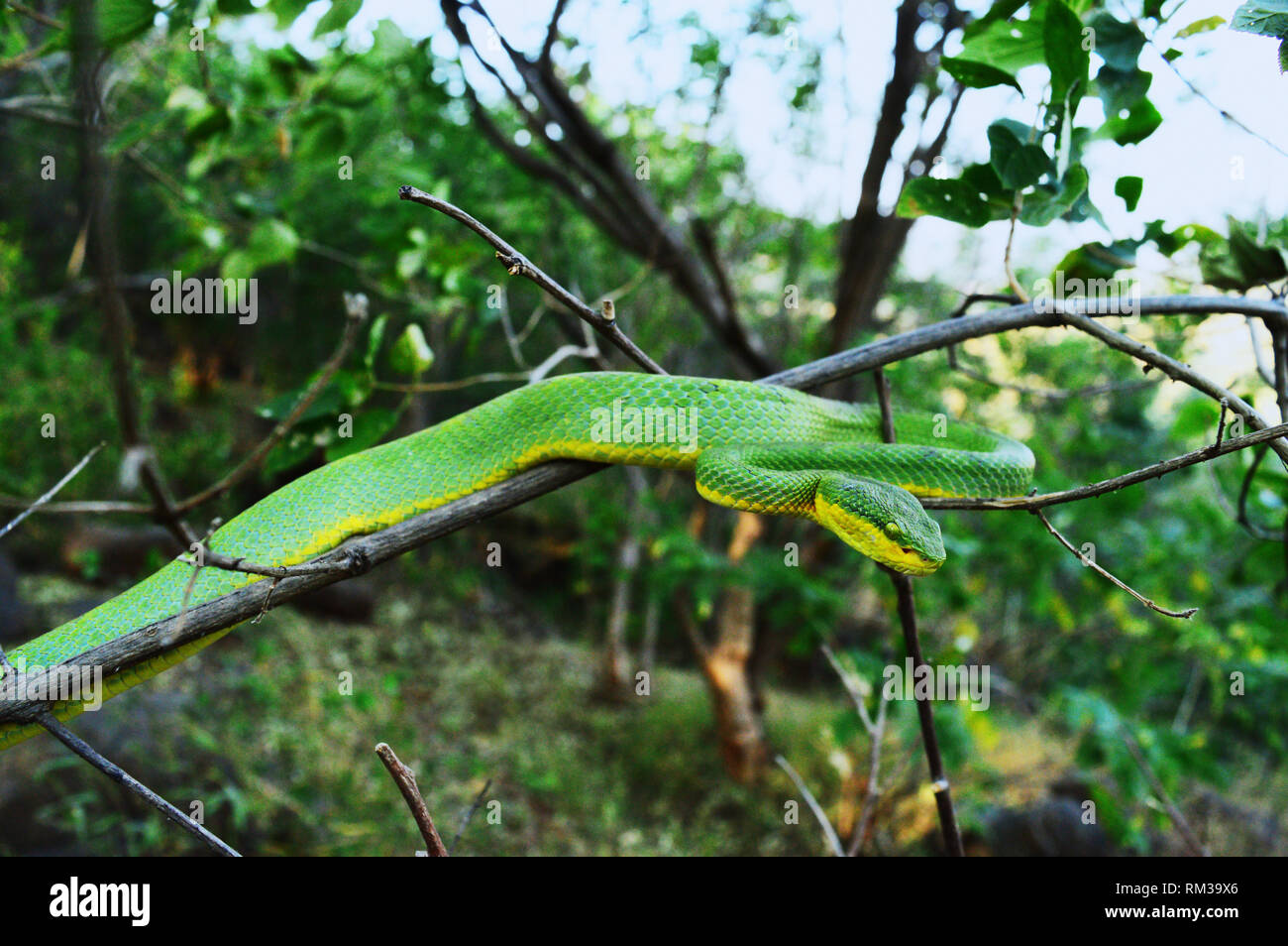 Il bambù pit viper, Tremeresurus gramineus in un habitat naturale di Pune district, Maharashtra, India Foto Stock