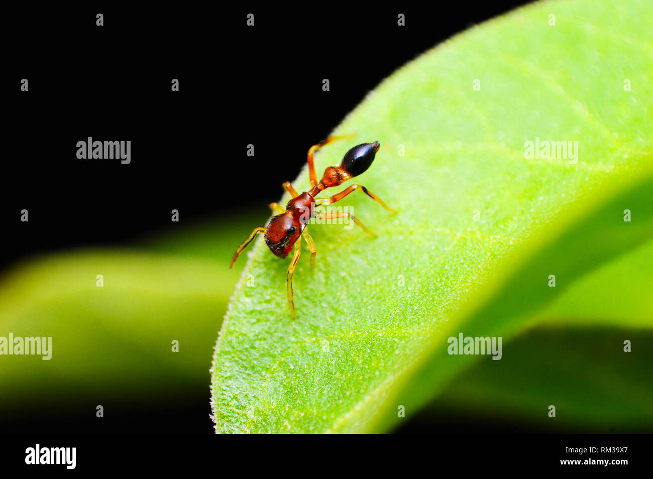 Ant mimic spider, Myrmarachne sp, Satara district, Maharashtra, India Foto Stock