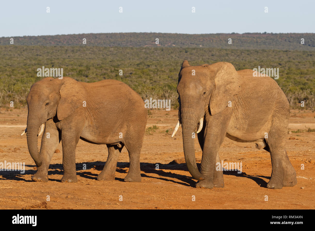 Bush africano Elefante africano (Loxodonta africana), due maschi in piedi vicino al fiume, Addo Elephant National Park, Capo orientale, Sud Africa e Africa Foto Stock