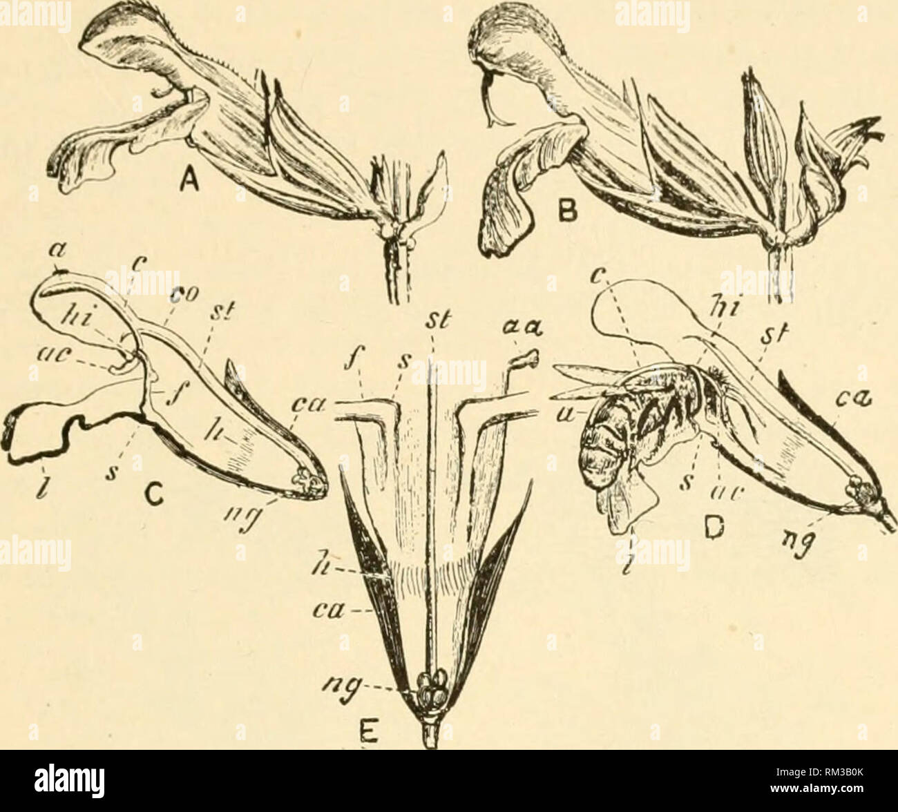 . Relazione annuale del consiglio di amministrazione di Regents dello Smithsonian Institution. Smithsonian Institution; Smithsonian Institution. Archivi; scoperte nel campo della scienza. Api e fiori. 478 per la ivacli noctiir (a ikj, F III". 1) w Ixv (D) colpisce con testa liis breve aiMU sterile {ac) whieh aets come una sorta di L(&GT;ver hrino; &gt;il lowu loii&lt;i- braccio con la sua poHen sac {(t) a coprire la sua haelc con la fertile di polvere. "Vs laden l)usy workman (si trova a anoth'.'r fiore e. Fig. 1.-fiore di Salvia ojficinalis. (.Da Cheshire: api e apicoltura.) A. Yoiing fiore, che mostra un atro Foto Stock