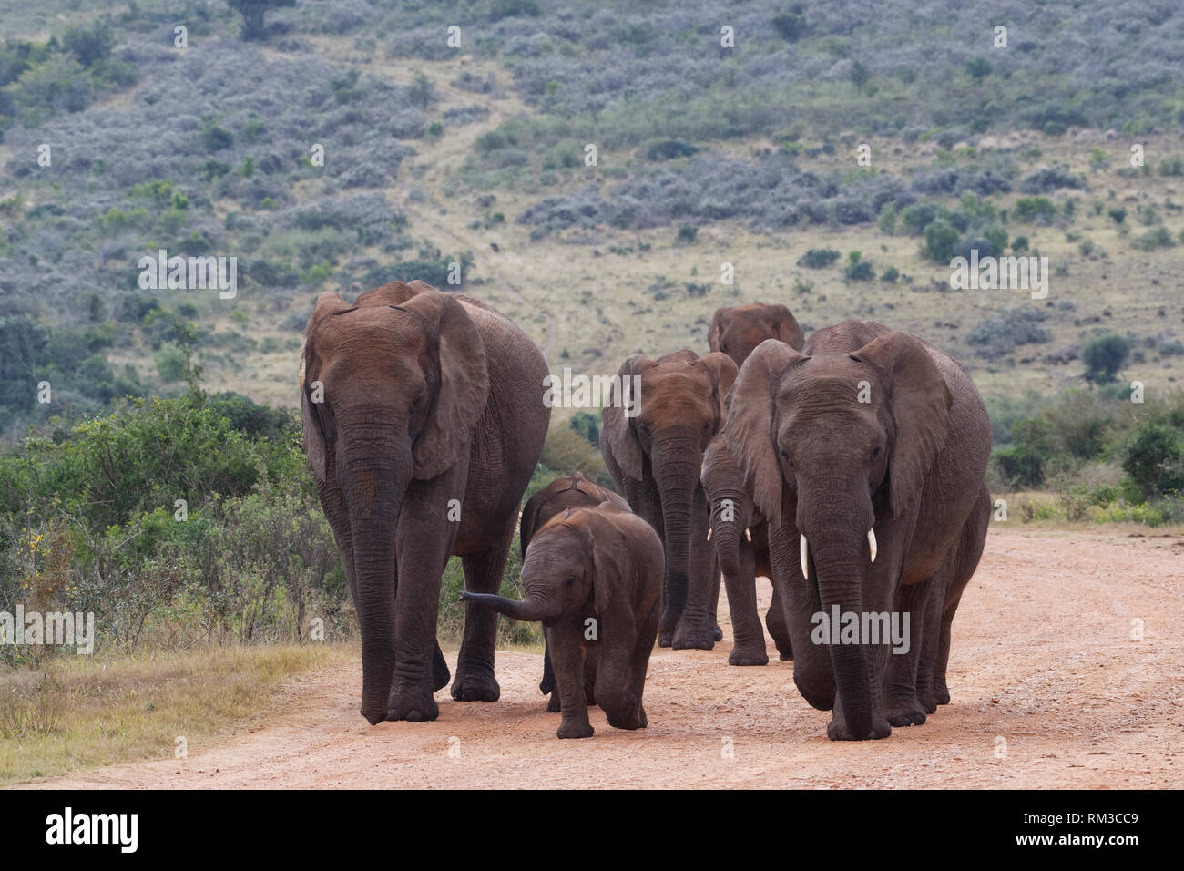 Bush africano Elefante africano (Loxodonta africana), allevamento di vitelli, a camminare su una strada sterrata, Addo Elephant National Park, Capo orientale, Sud Africa e Africa Foto Stock