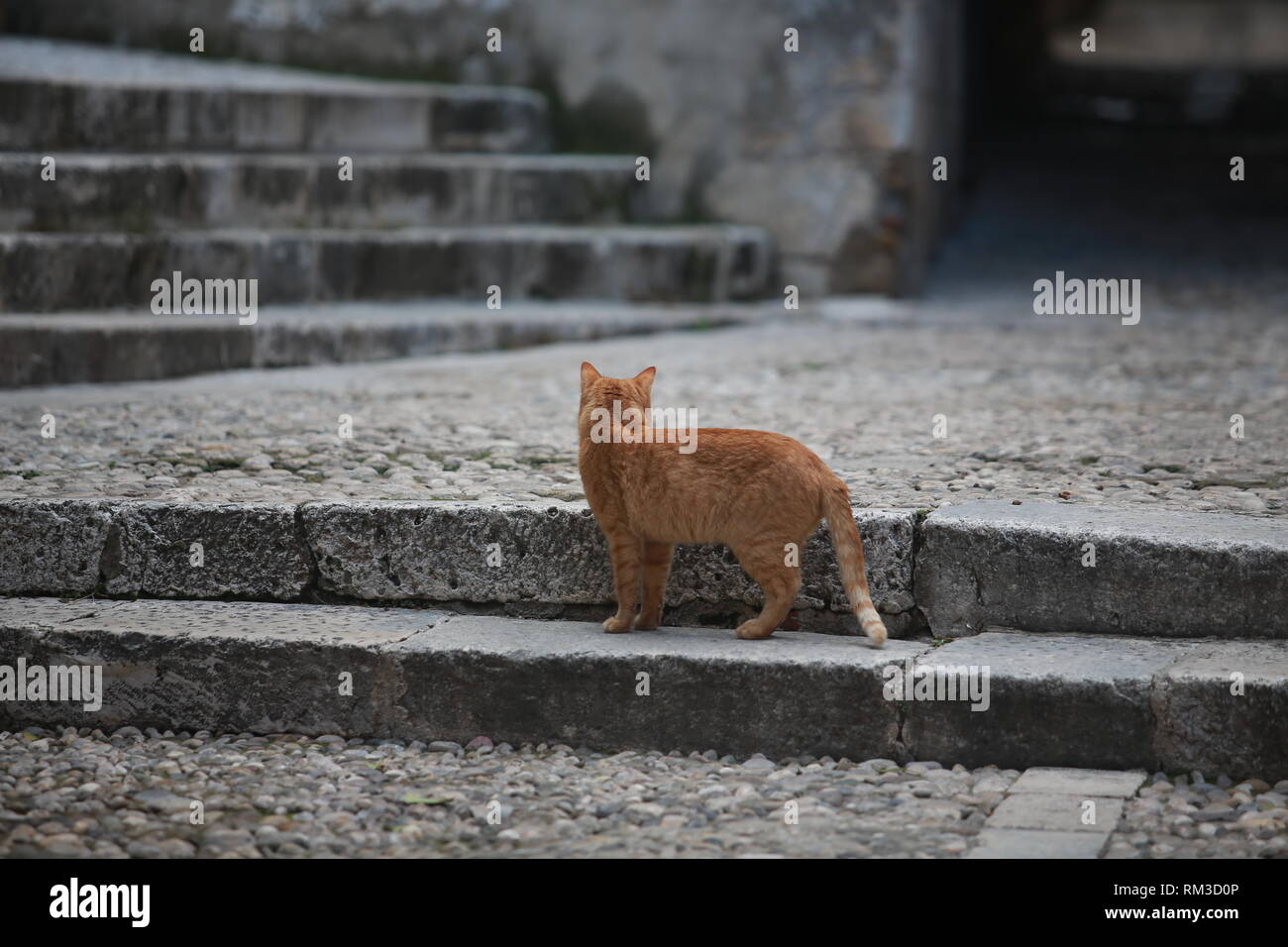 ginger gatto guardare indietro alla strada Foto Stock