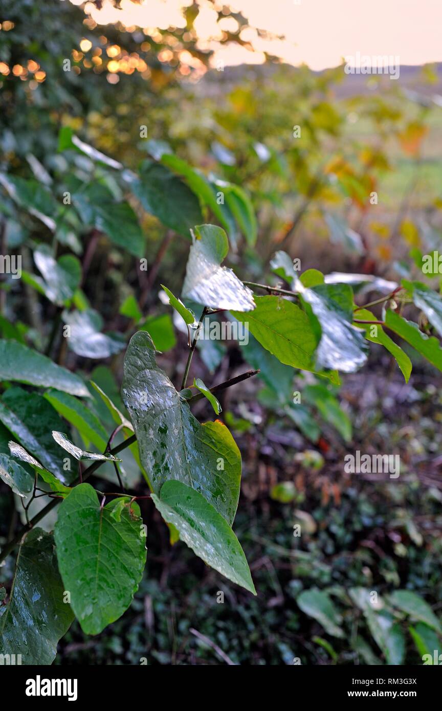 Pyracantha arbusto nel gelo con foglie di colore verde scuro e rosso  scarlatto bacche fotografato un freddo gelido inverno mattina Foto stock -  Alamy