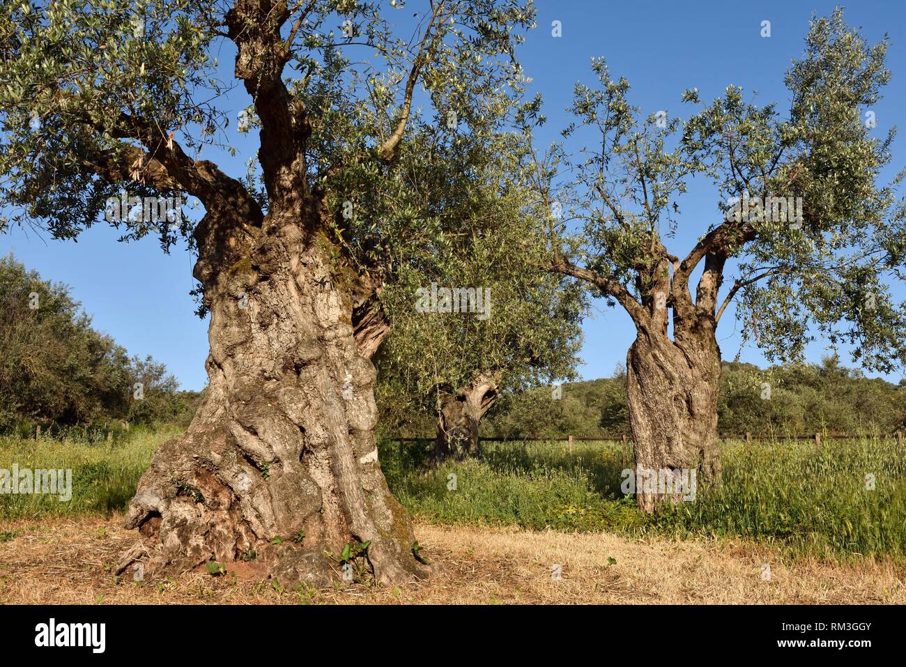 Un oliveto con alcuni Ulivo millenario alberi nei giardini dell'hotel rurale Horta da Moura, Monsaraz, Reguengos de Monsaraz, regione Alentejo, Foto Stock