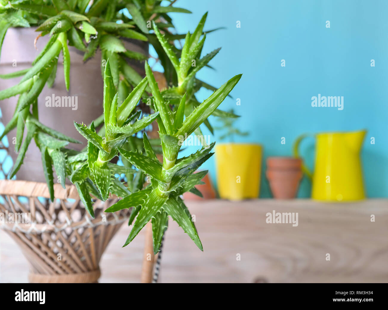 Chiudere su piante succulente davanti a una parete blu con arredamento da giardino Foto Stock