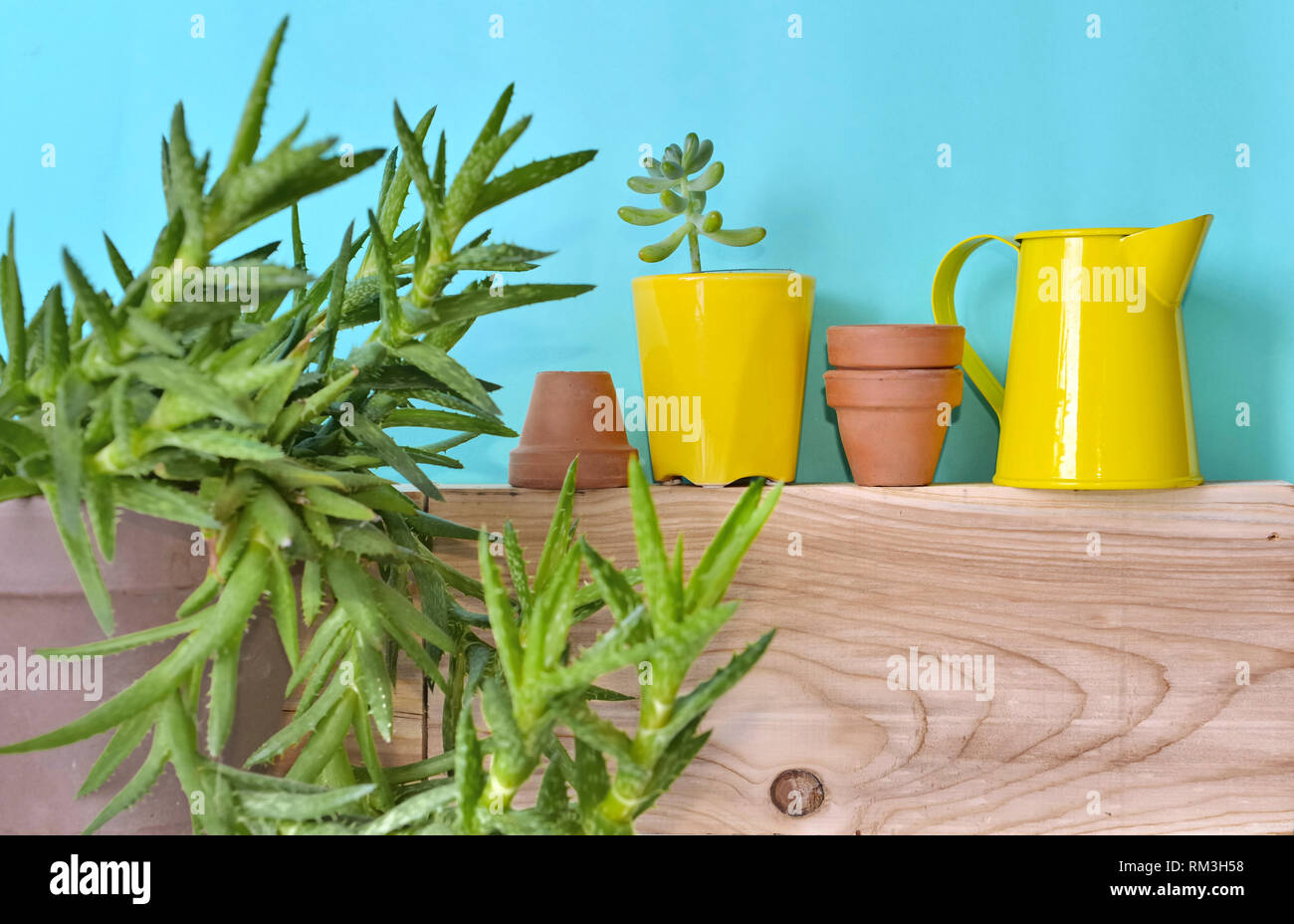 Chiudere su piante succulente davanti a una parete blu wit giardino decorazione Foto Stock