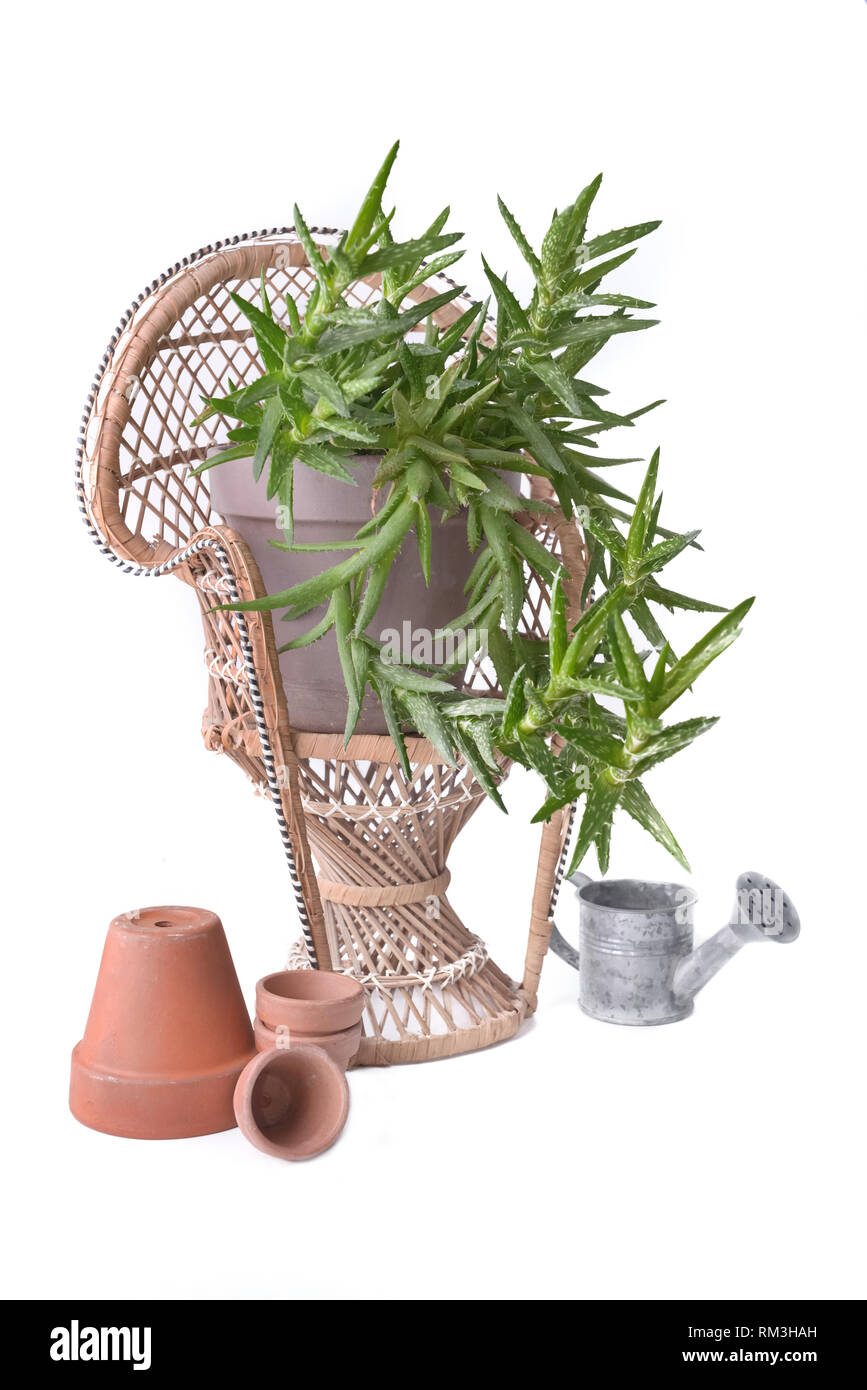 Piante succulente su un po' di sedie di rattan e accessori giardino su sfondo bianco Foto Stock