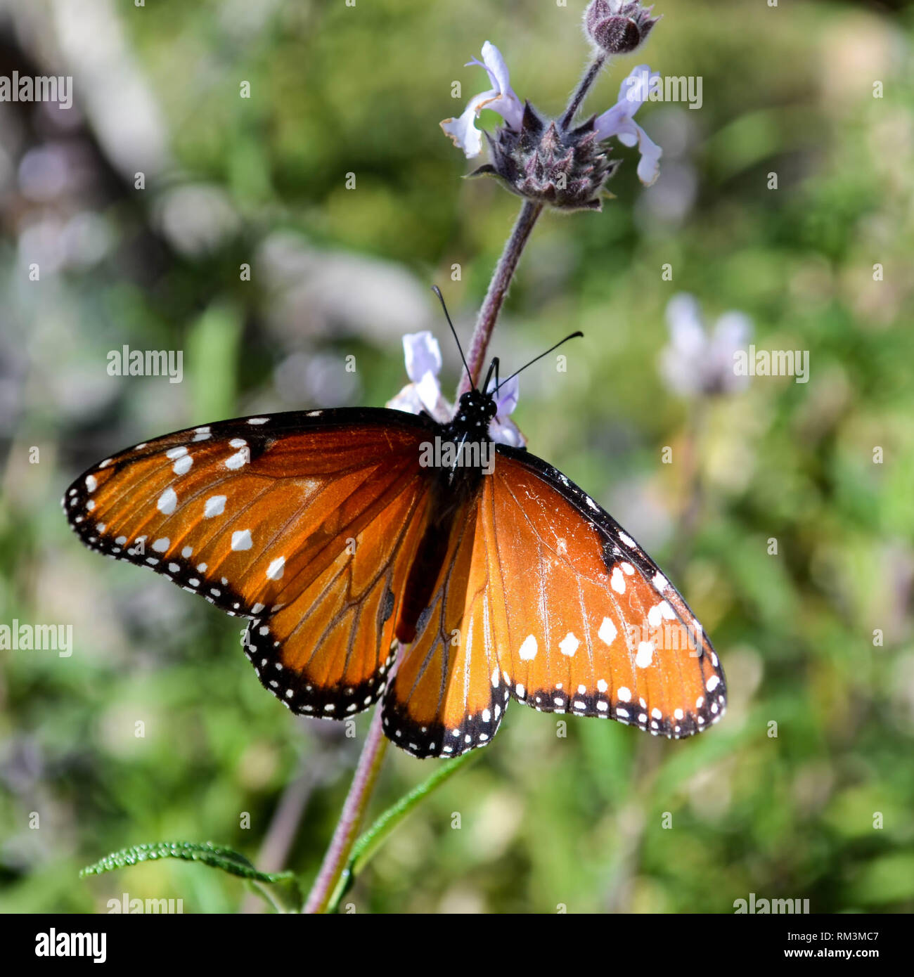 Regina Butterfly (Danaus gilippus) visitando i fiori (Salvia spp.) in La Quinta, CALIFORNIA, STATI UNITI D'AMERICA Foto Stock